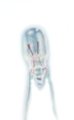 (image for) Wire Ended Neon Bulb (BCM94G)
